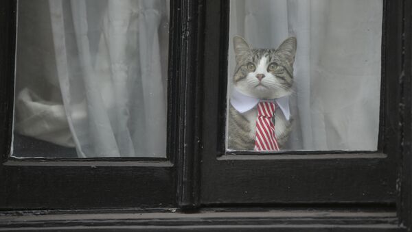 Assange'ın avukatı: Kedi James kurtarıldı ve iyi - Sputnik Türkiye