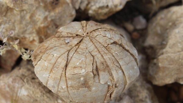 Adıyaman’da bir çobanın bulduğu ve 85 milyon yıl öncesine ait olduğu tahmin edilen denizkestanesi fosili - Sputnik Türkiye