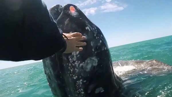 Dost canlısı gri balina yavrusu, araştırmacıların botuna yaklaşıp kendini okşattı - Sputnik Türkiye