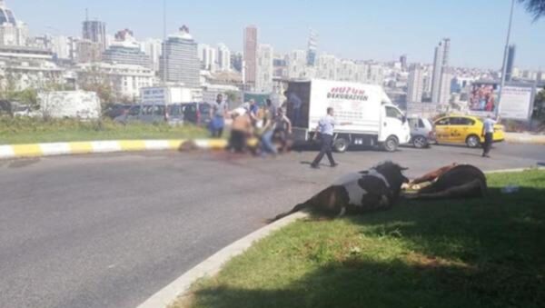 Kapalı kasada havasız kalan kurbanlık, cadde ortasında kesildi - Sputnik Türkiye