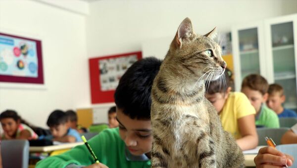 Derslere giren kedi ‘Tarçın’ teneffüslerde de yavrularıyla ilgileniyor - Sputnik Türkiye