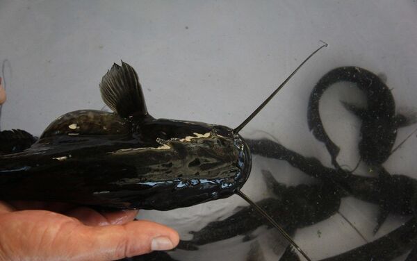 Burdur Gölhisar Gölü’nden alınan anaç yayın balıklarından üretilen 20 bin yavru 7 kaynağa bırakılacak. Ağırlığı 20 ile 150 gram arasında değişen 2 bin yavru yayın balığı balıklandırılmak üzere Gölhisar Gölü’ne götürüldü.

 - Sputnik Türkiye