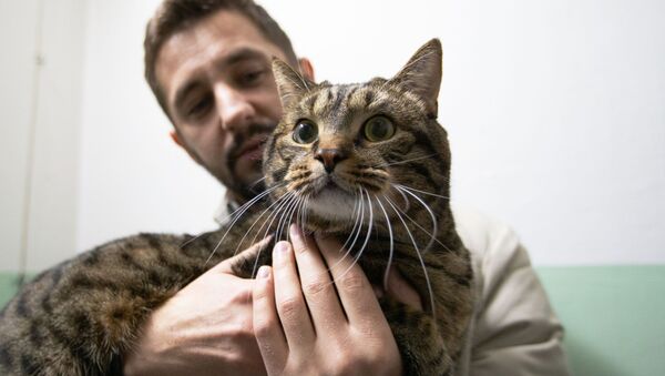 Rusya'da sosyal medya yıldızları olan kediler - Sputnik Türkiye