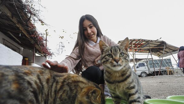 Sokak kedileri için harçlığı yetmeyince ombudsmana başvurdu - Sputnik Türkiye