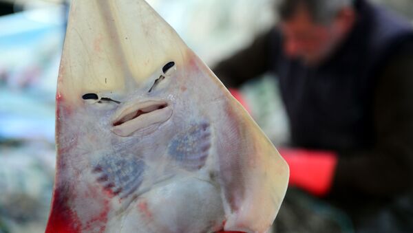 İnsan yüzlü köpek balığı - Sputnik Türkiye