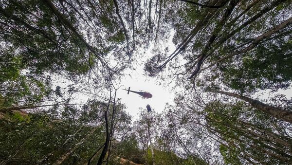 'Dinozor ağaçları' olarak da bilinen dünyanın en yaşlı ağaçlarından Wollemi çamları - Sputnik Türkiye