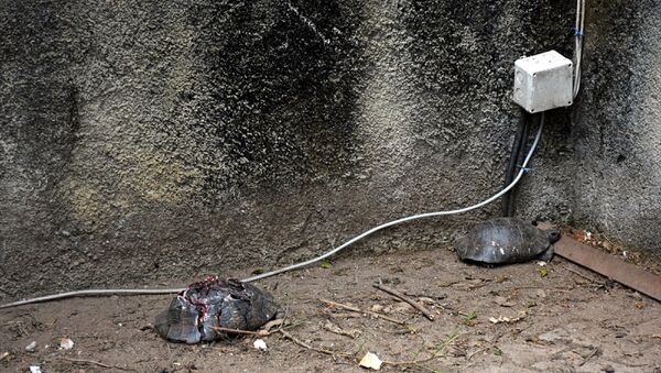 Alanya'da çok sayıda kaplumbağa taşla ezilerek telef edildi - Sputnik Türkiye
