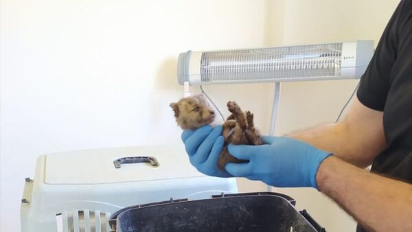 Bingöl kırsalında bitkin halde bulunan 2 yavru kurt koruma altına alındı. - Sputnik Türkiye